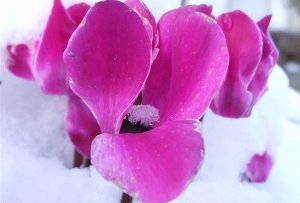 Фиалка с альпийских гор
